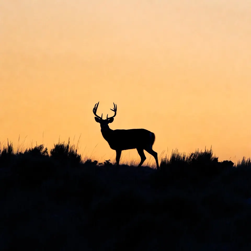 profile photo for Buckhorn Archery